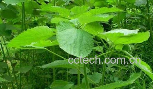 野白r麻的功效与作用-1