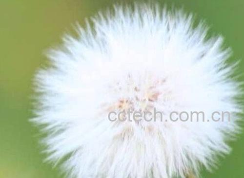蒲公英-0