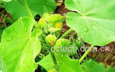 野r麻的功效与作用-0