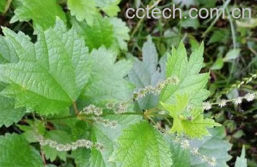 野r麻的功效与作用-1