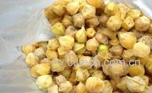 天泡子的功效与作用及禁忌-0