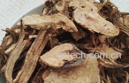 苎麻根的功效与作用及食用方法-1