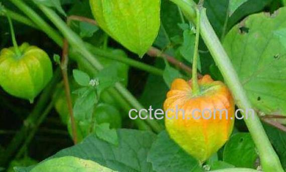 天泡子的功效与作用及禁忌-1