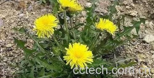 蒲公英与婆婆丁的区别-0