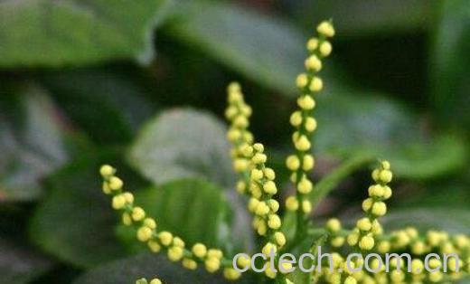 珠兰根的功效与作用-0