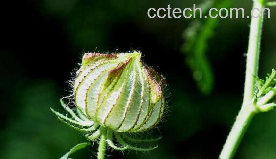 天泡草的功效和作用 天泡草怎么吃-0