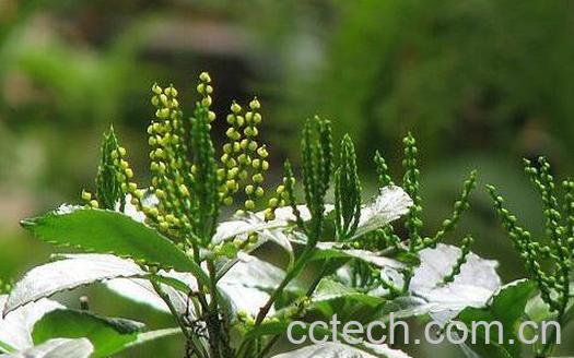 珠兰根的功效与作用-1