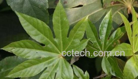 土八角的功效与作用-0