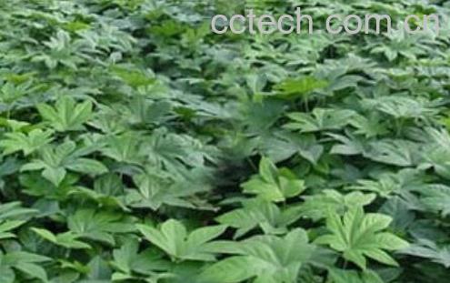 土八角的功效与作用-1