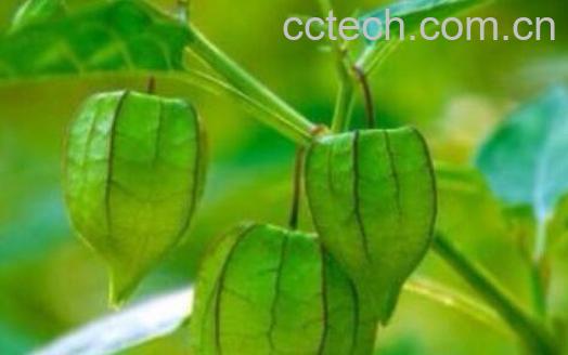 天泡草的功效和作用 天泡草怎么吃-1