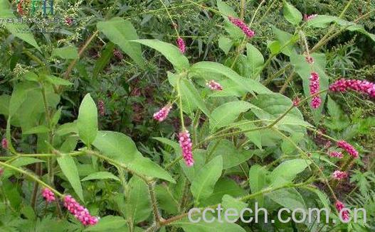 香蓼的功效与作用-0