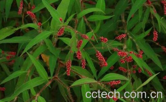 香蓼的功效与作用-1