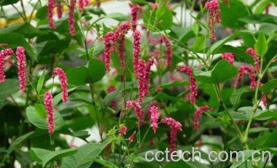 红辣蓼和白辣蓼的区别-0