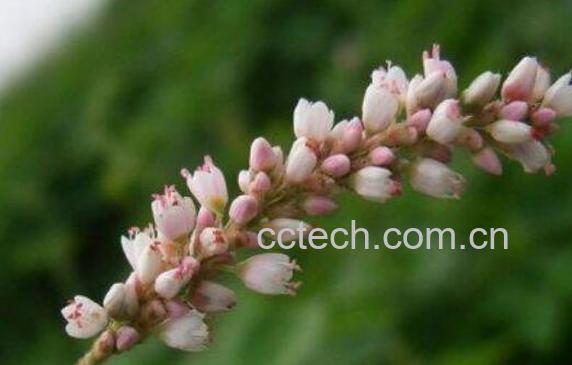 红辣蓼和白辣蓼的区别-1