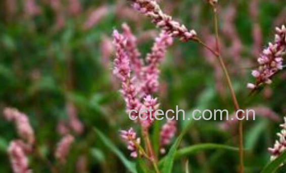 辣蓼的功效与作用禁忌-0