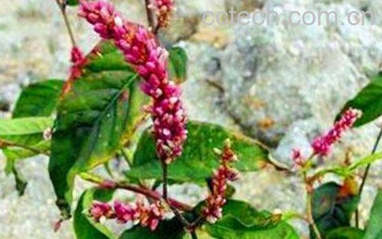 辣蓼的功效与作用禁忌-1