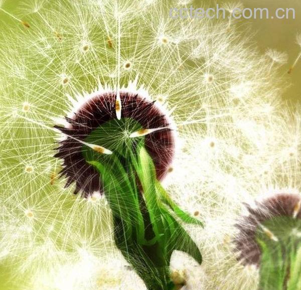 蒲公英种子-1