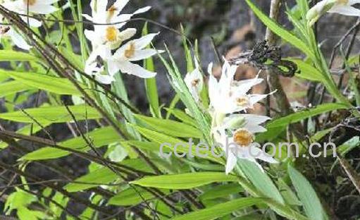 岩笋的功效与作用-0