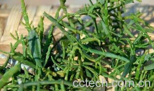 上树咳的功效与作用-1