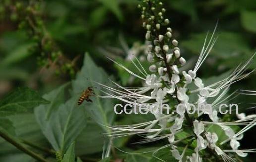 猫胡子花的功效与作用-0