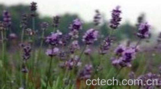 麦麸草的功效与作用-0