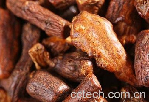 蒲公英根泡水-1