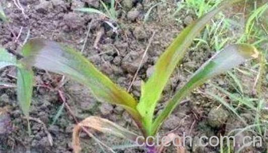 麦麸草的功效与作用-1