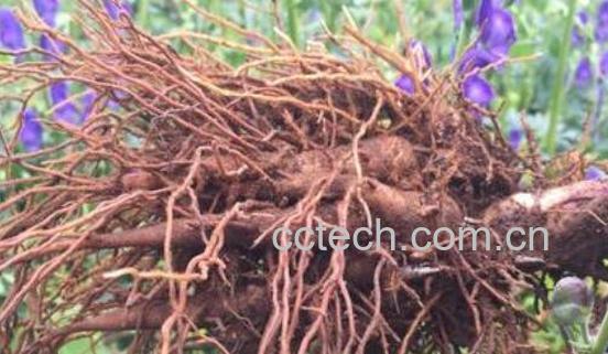 小草乌的功效与作用-1