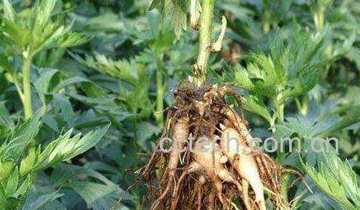 小草乌的功效与作用-0