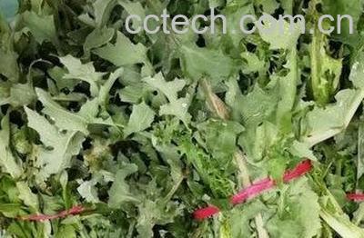 蒲公英煮水泡脚的功效-1