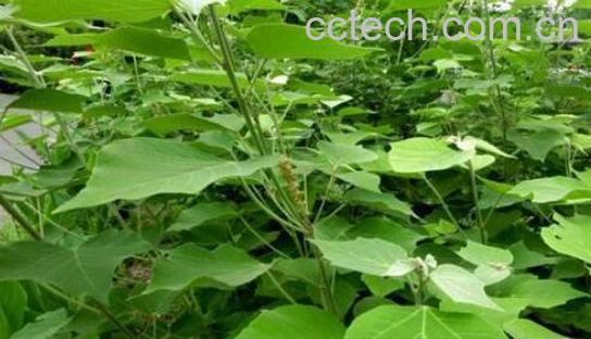 白背叶的功效与作用-0