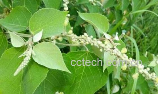 白背叶的功效与作用-1