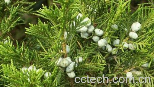 圆柏叶的功效与作用-0