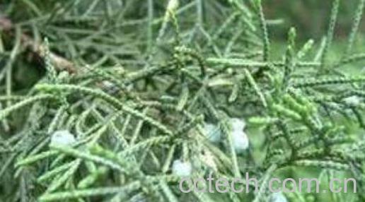 圆柏叶的功效与作用-1