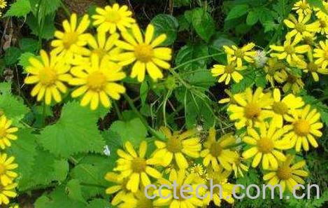 斩龙草的功效与作用-0