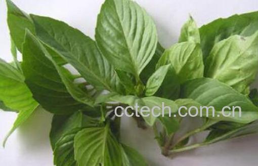 金不换植物的功效与作用-1