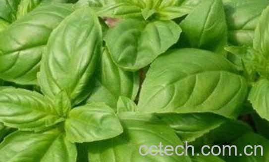 金不换植物的功效与作用-0