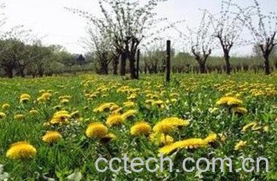 蒲公英种植方法-1