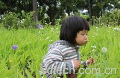 蒲公英的好处和坏处-0