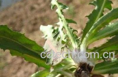 蒲公英的副作用和禁忌 -0