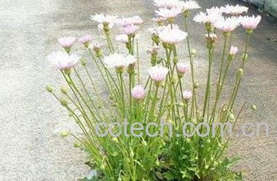 蒲公英的副作用和禁忌 -1