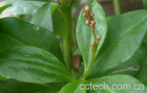 土人参叶的功效与作用-0