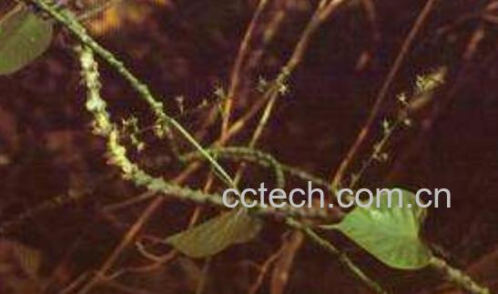 千里找根的功效与作用-1