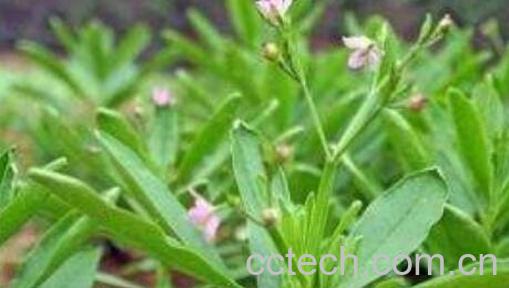 土人参叶的功效与作用-1