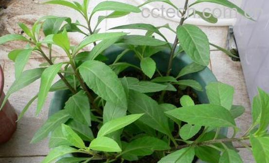 明日叶的功效与作用-0