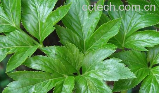 明日叶的功效与作用-1