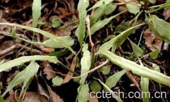 马蹬草的功效与作用-0