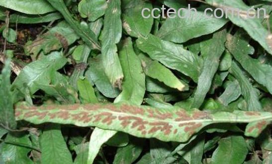 马蹬草的功效与作用-1