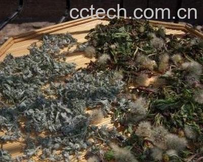  蒲公英怎样晒干-1