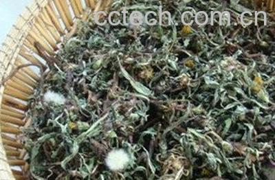  晒干蒲公英的方法-0